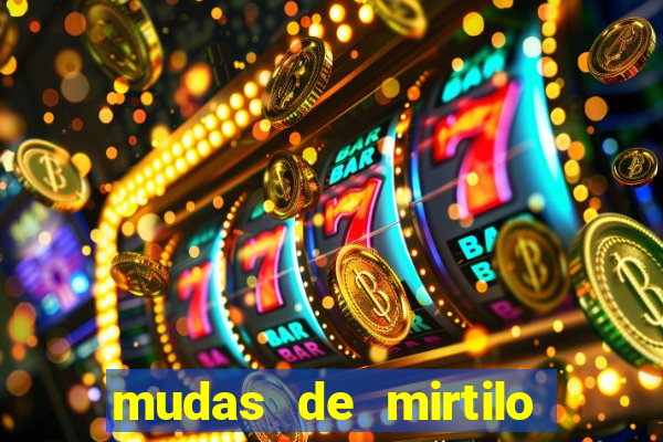 mudas de mirtilo em porto alegre