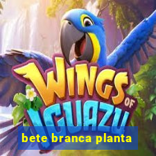 bete branca planta