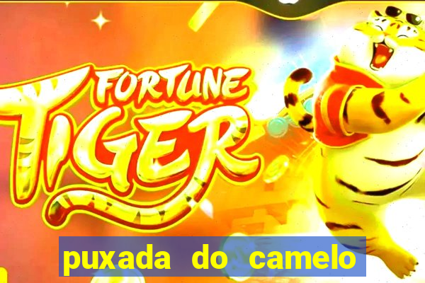 puxada do camelo jogo do bicho