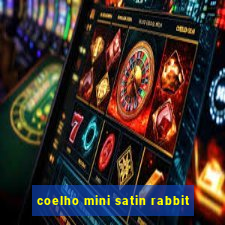 coelho mini satin rabbit